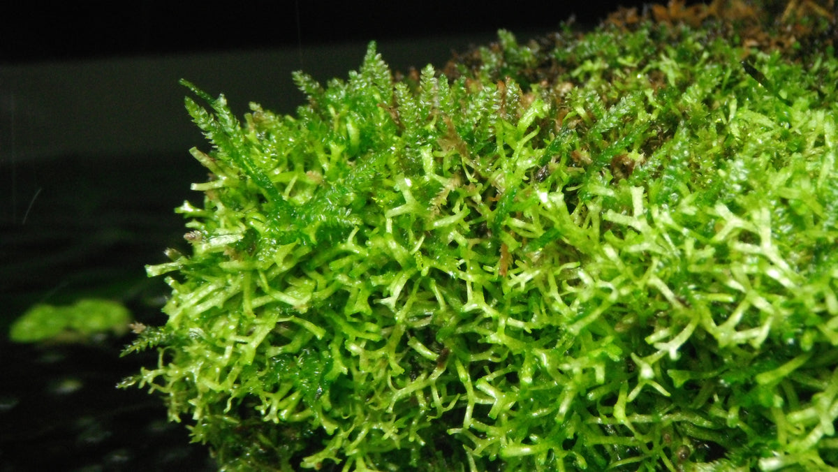 Christmas moss and riccia