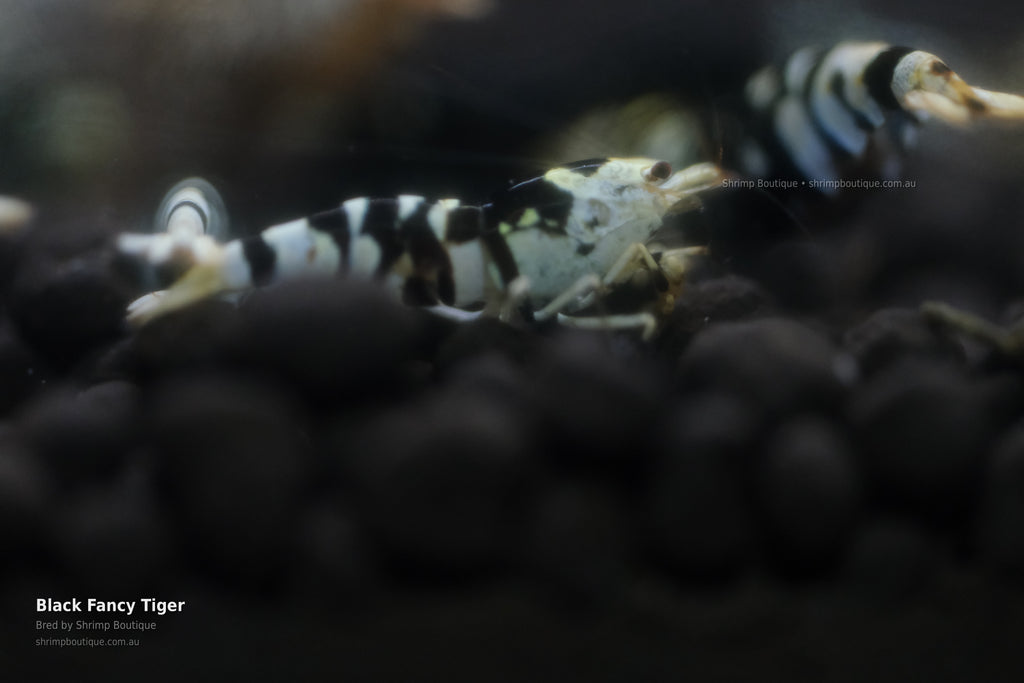 Black Fancy Tiger