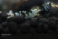 Black Fancy Tiger