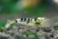 Black Calceo shrimp