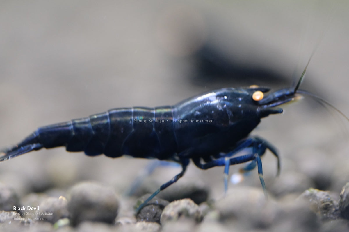 Black Devil shrimp - bred by Shrimp Boutique