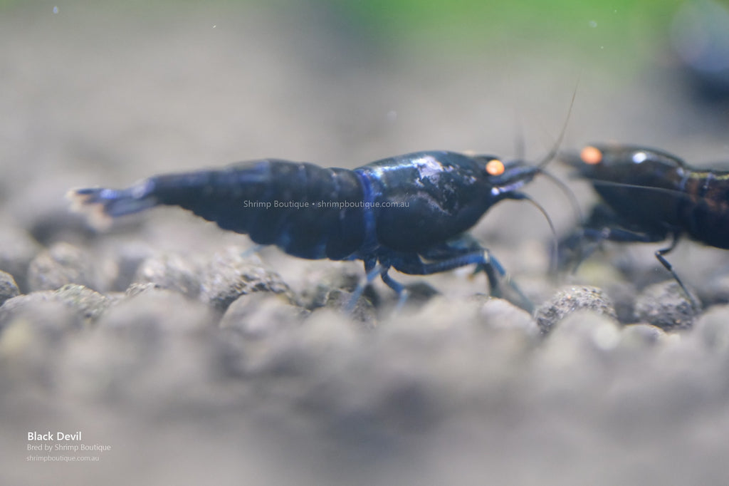 Black Devil shrimp - bred by Shrimp Boutique