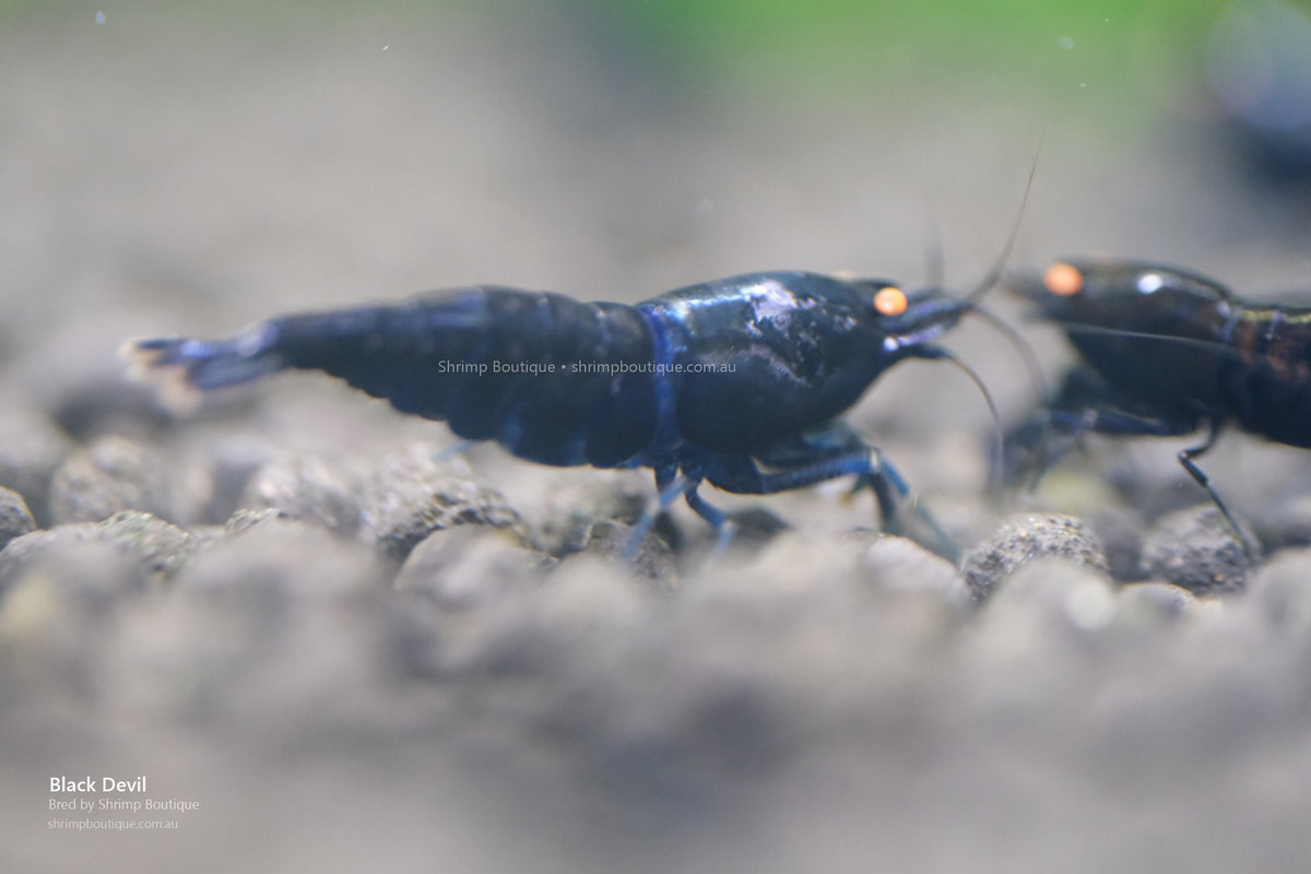Black Devil shrimp - bred by Shrimp Boutique