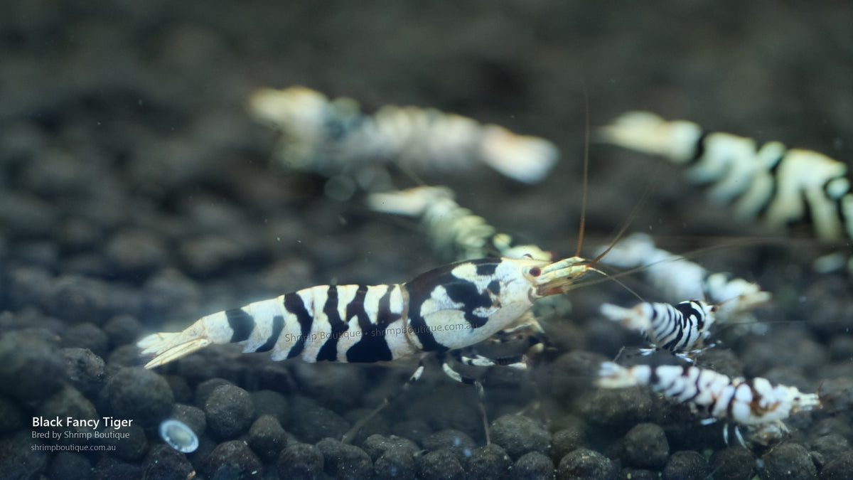 Black Fancy Tiger shrimp