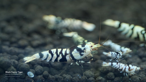 Black Fancy Tiger shrimp