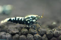 Black Galaxy Pinto shrimp