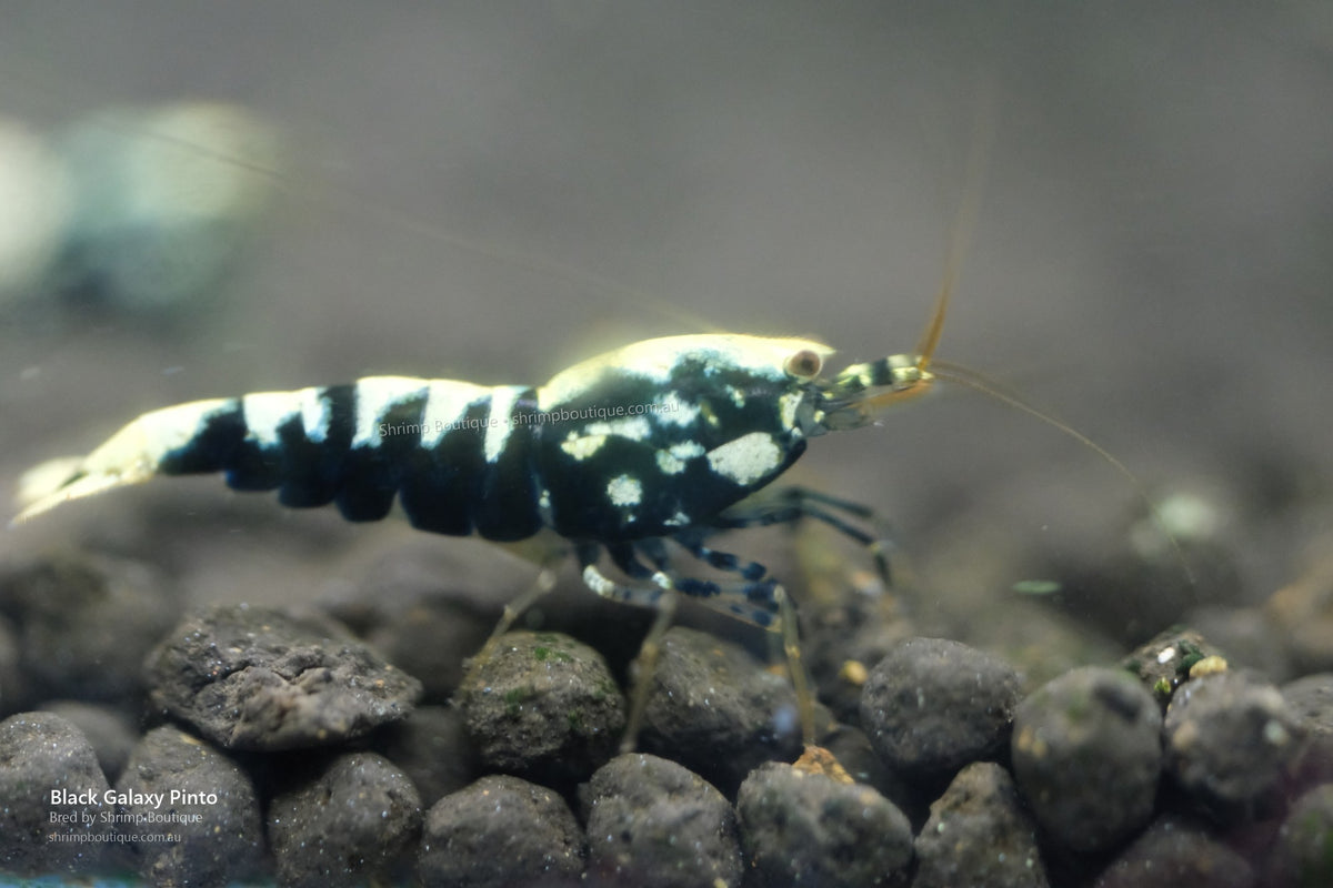 Black Galaxy Pinto shrimp