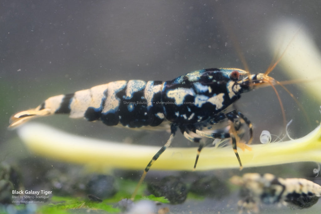 Black Galaxy Tiger shrimp