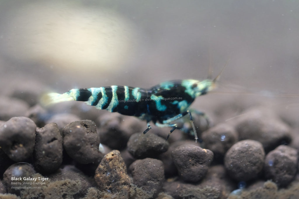 Black Galaxy Tiger shrimp