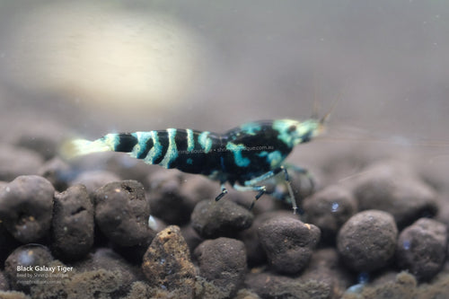 Black Galaxy Tiger shrimp