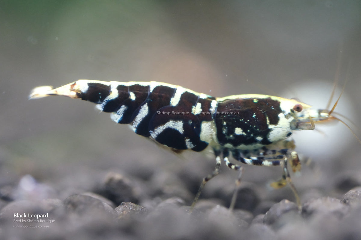 Black Leopard shrimp - bred by Shrimp Boutique