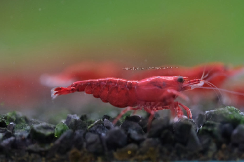 Bloody Mary shrimp