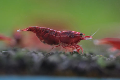 Bloody Mary shrimp