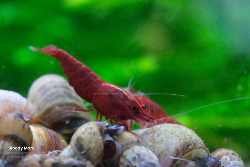 Bloody Mary