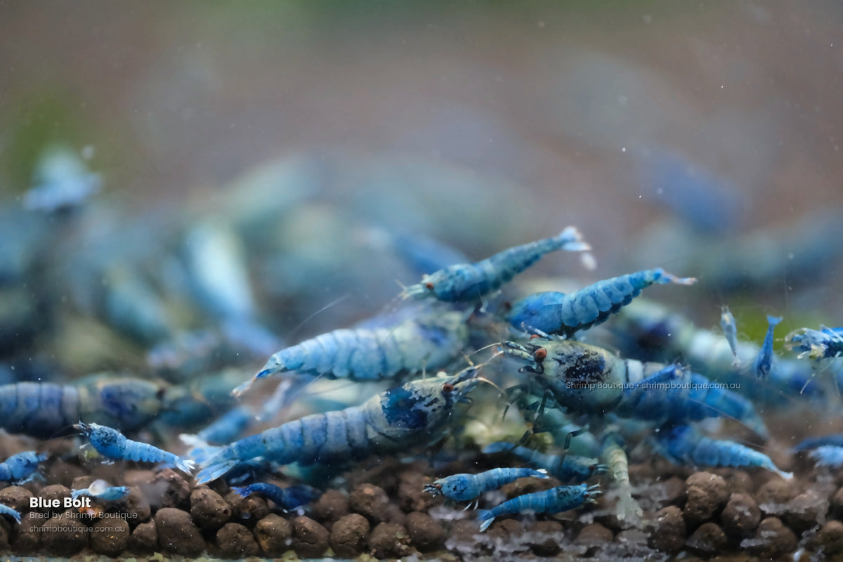 Blue Bolt