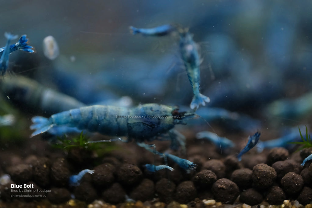 Blue Bolt