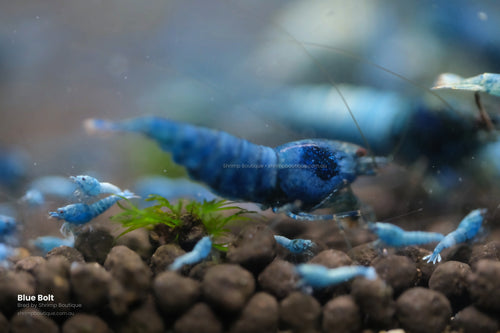 Blue Bolt