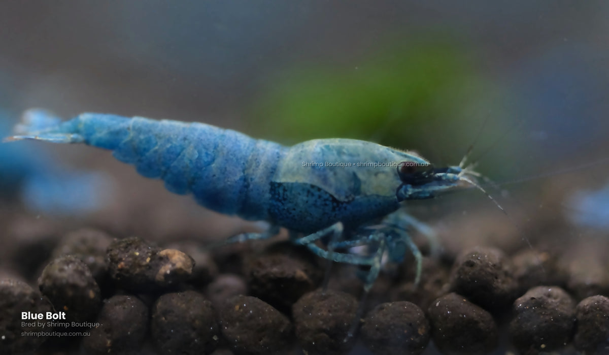 Blue Bolt