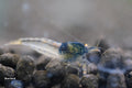 Blue Devil shrimp - bred by Shrimp Boutique