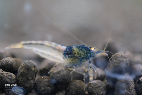 Blue Devil shrimp - bred by Shrimp Boutique