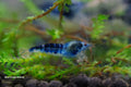 Blue Dragonblood shrimp - bred by Shrimp Boutique