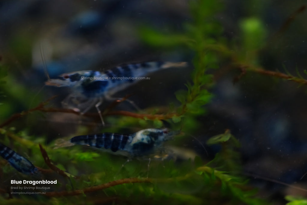 Blue Dragonblood shrimp - bred by Shrimp Boutique