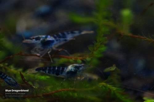 Blue Dragonblood shrimp - bred by Shrimp Boutique
