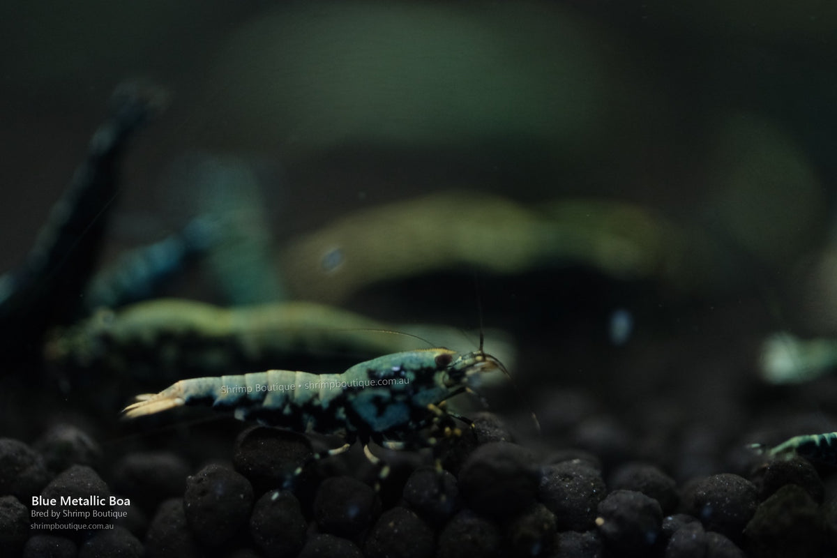Blue Metallic Boa shrimp