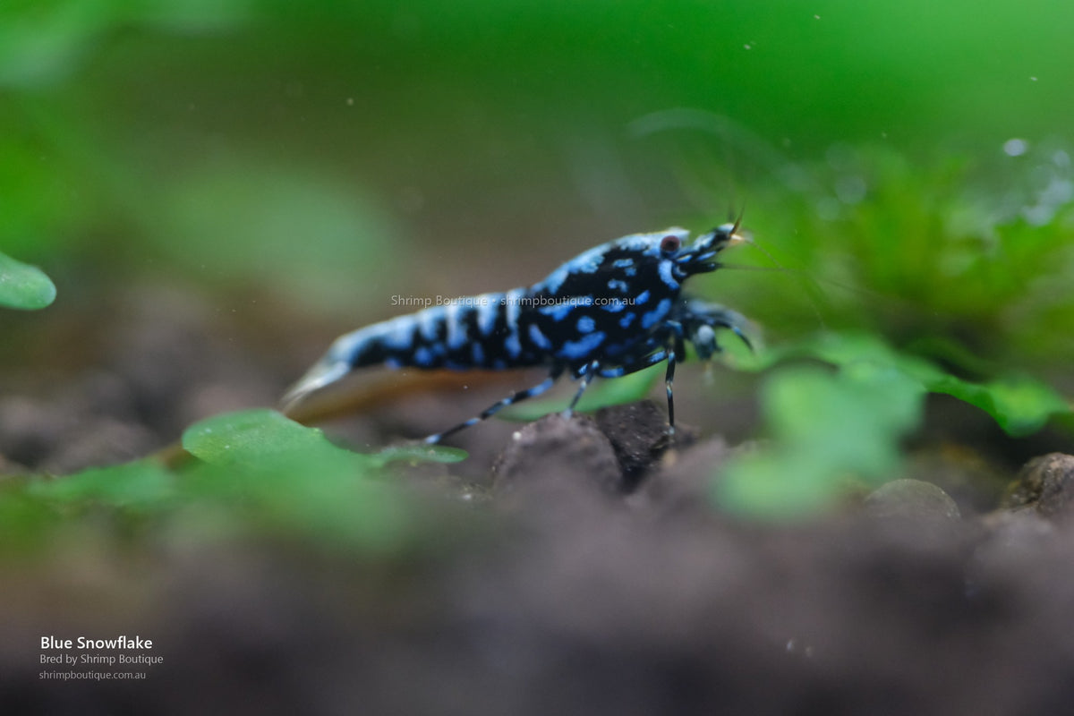 Blue Snowflake shrimp - bred by Shrimp Boutique