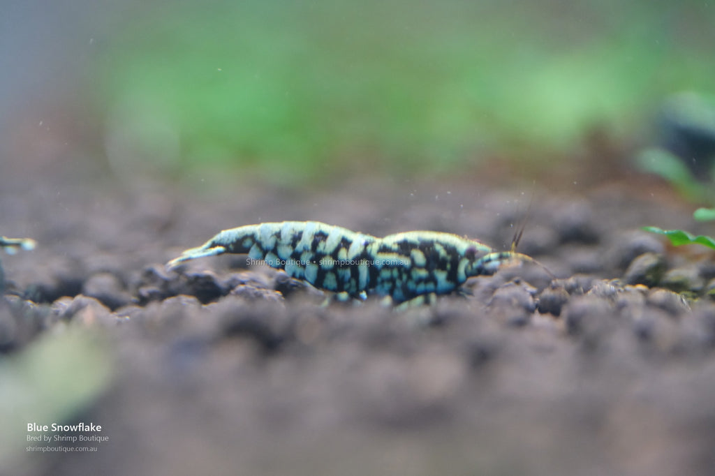 Blue Snowflake shrimp - bred by Shrimp Boutique