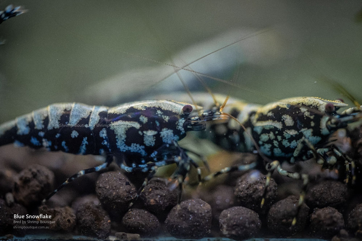 Blue Snowflake shrimp - bred by Shrimp Boutique
