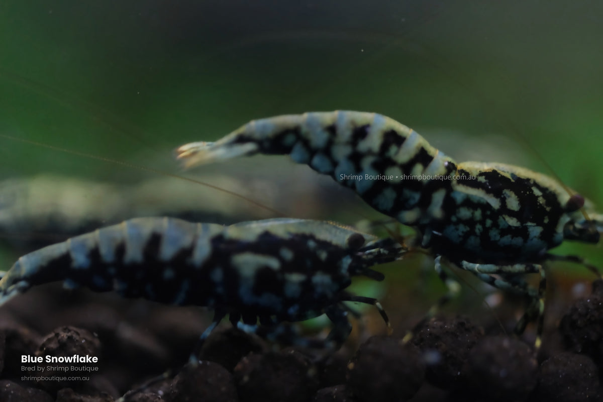 Blue Snowflake shrimp - bred by Shrimp Boutique