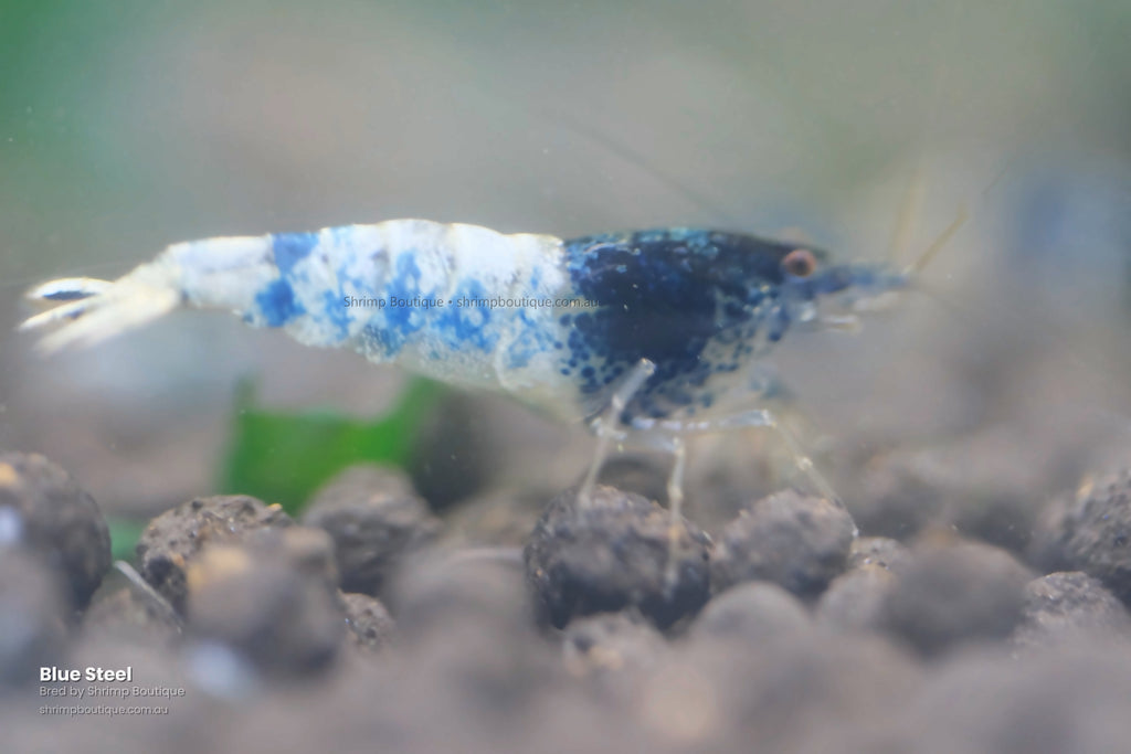Blue Steel shrimp - bred by Shrimp Boutique
