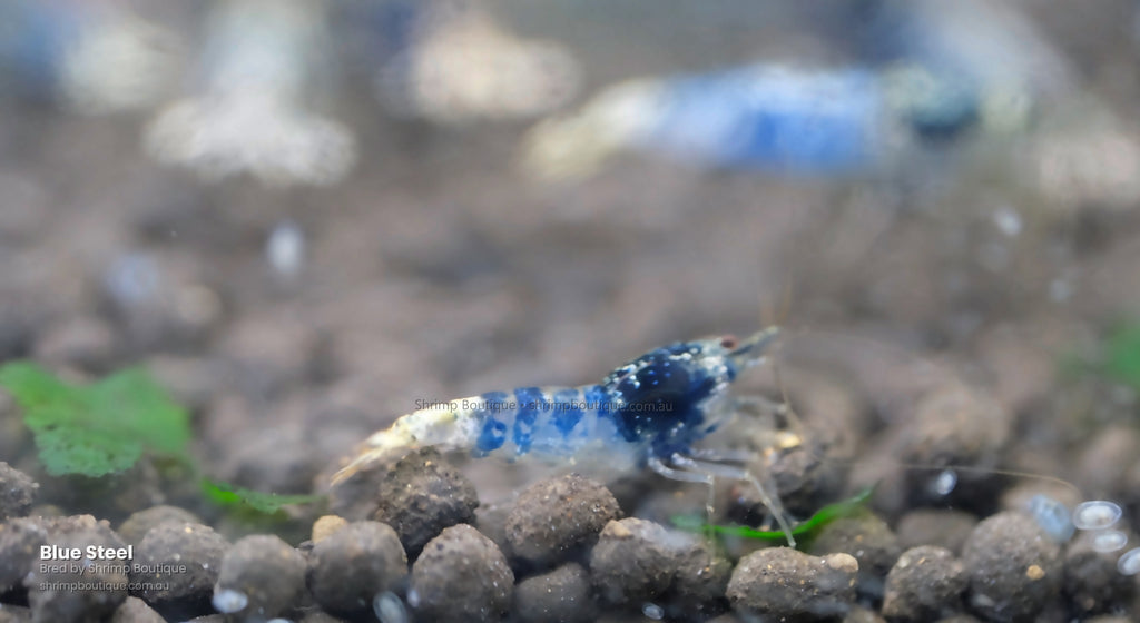 Blue Steel shrimp - bred by Shrimp Boutique