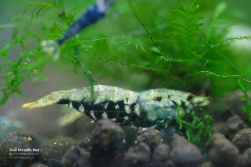 Blue Metallic Boa shrimp