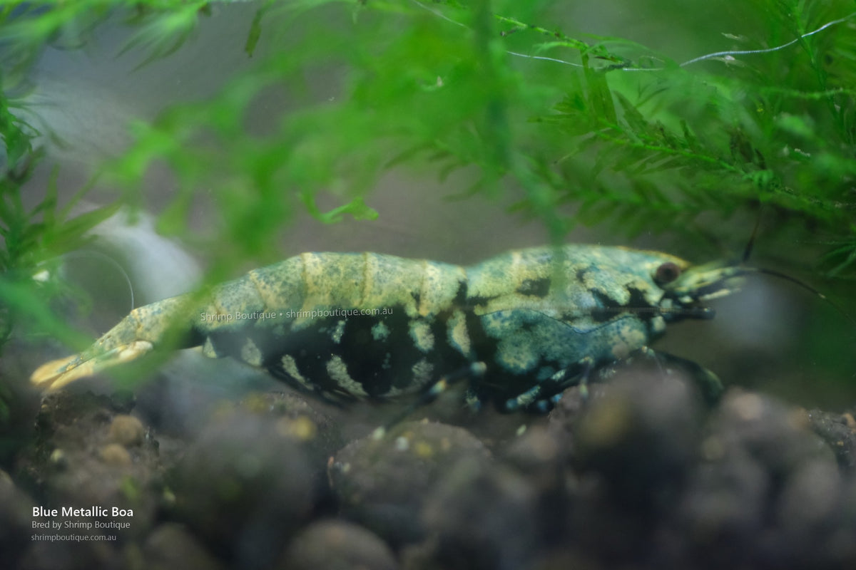 Blue Metallic Boa shrimp