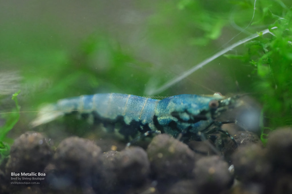 Blue Metallic Boa shrimp
