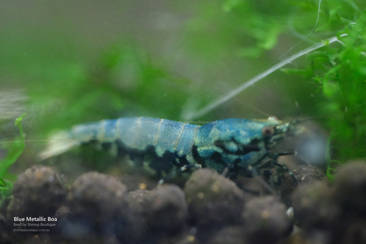 Blue Metallic Boa shrimp