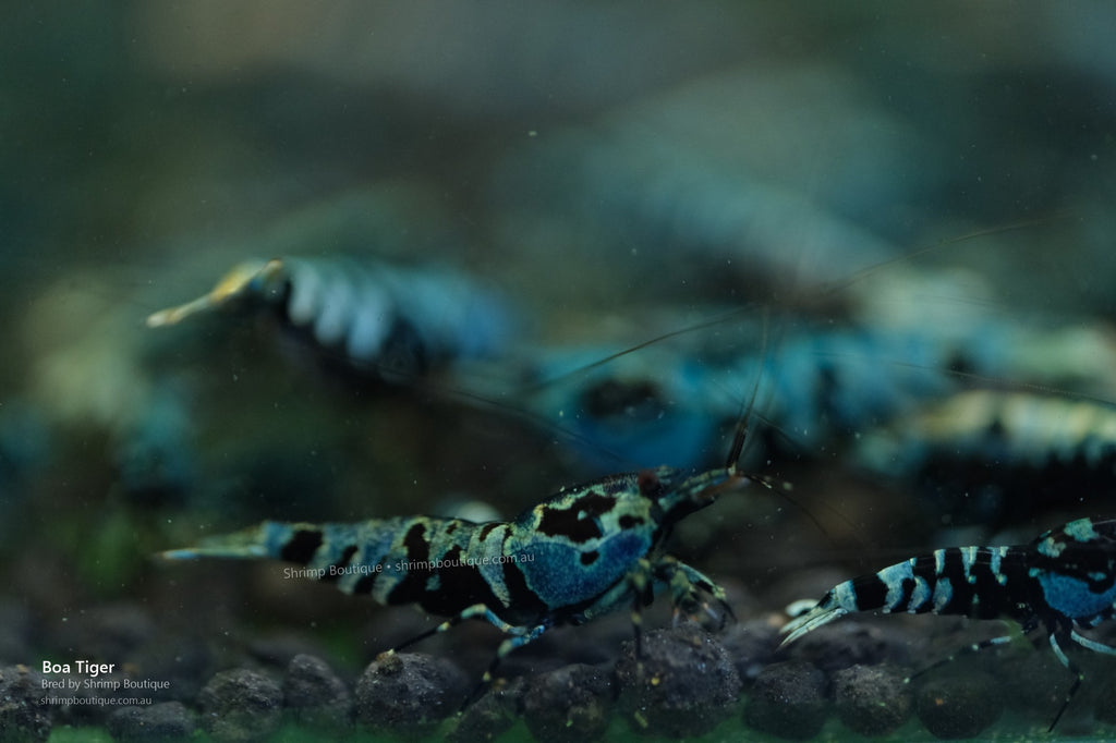 Boa Tiger shrimp