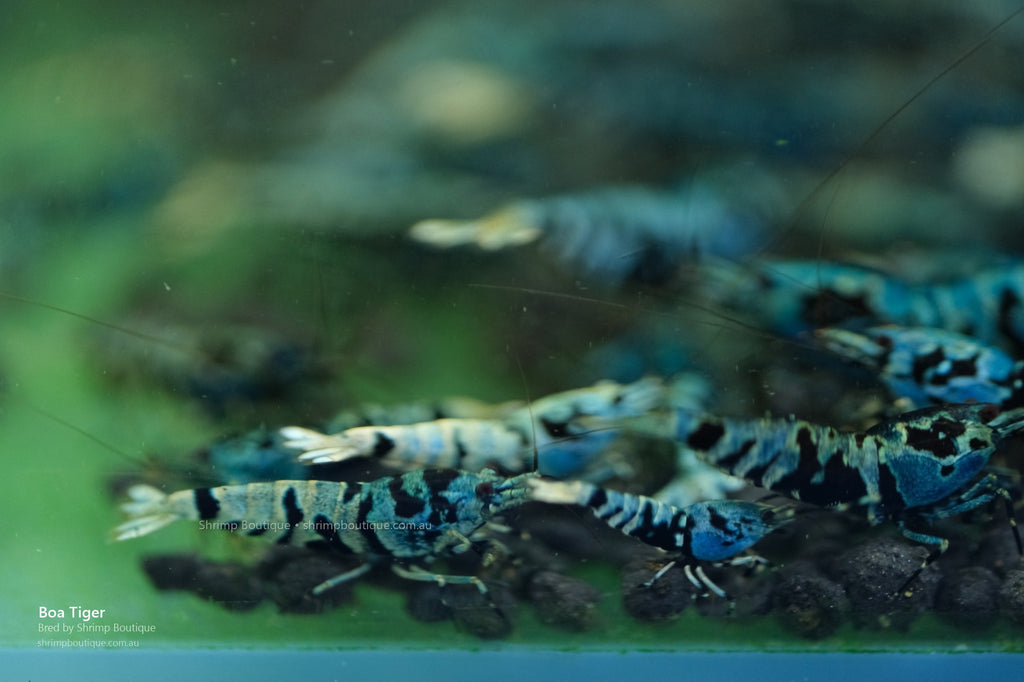 Boa Tiger shrimp