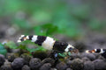 Crystal Black Shrimp
