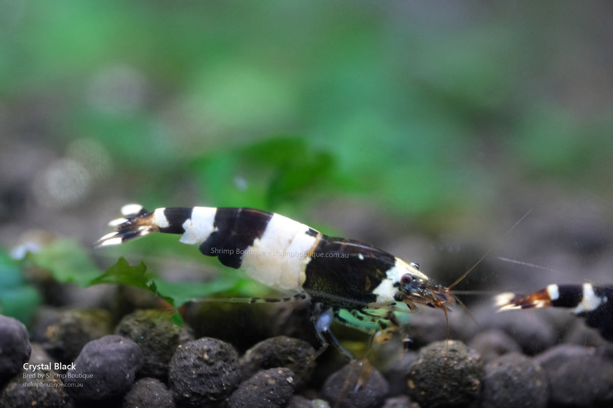 Crystal Black Shrimp