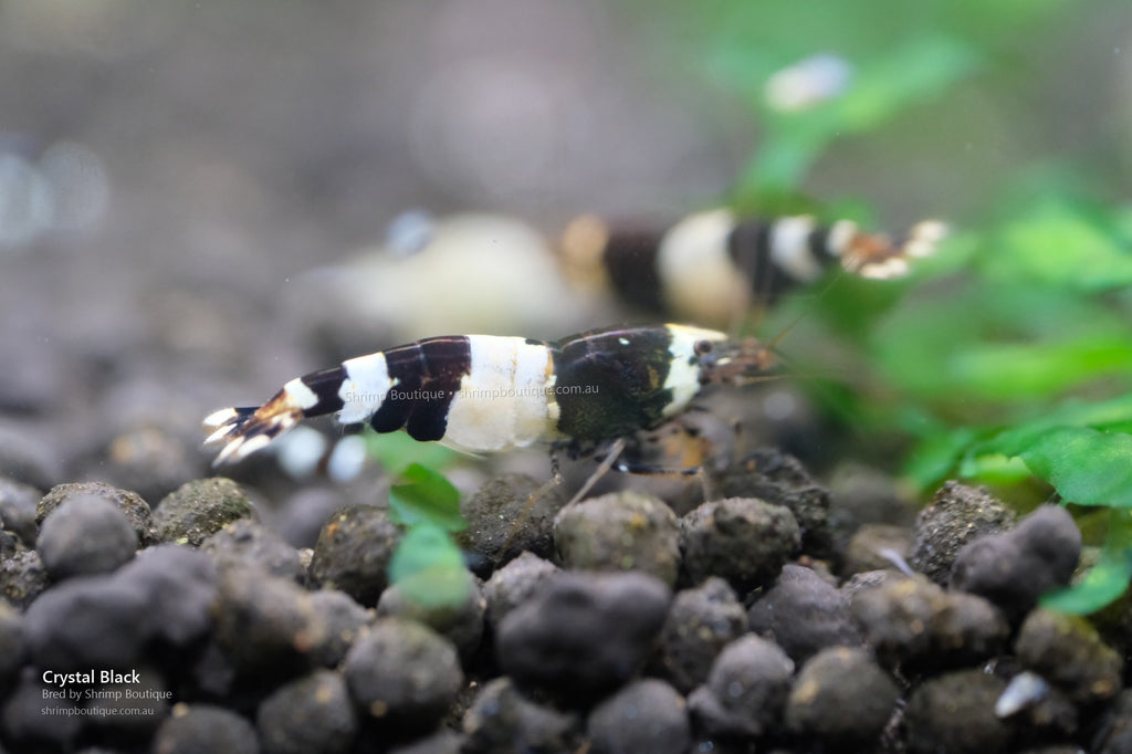 Crystal Black Shrimp