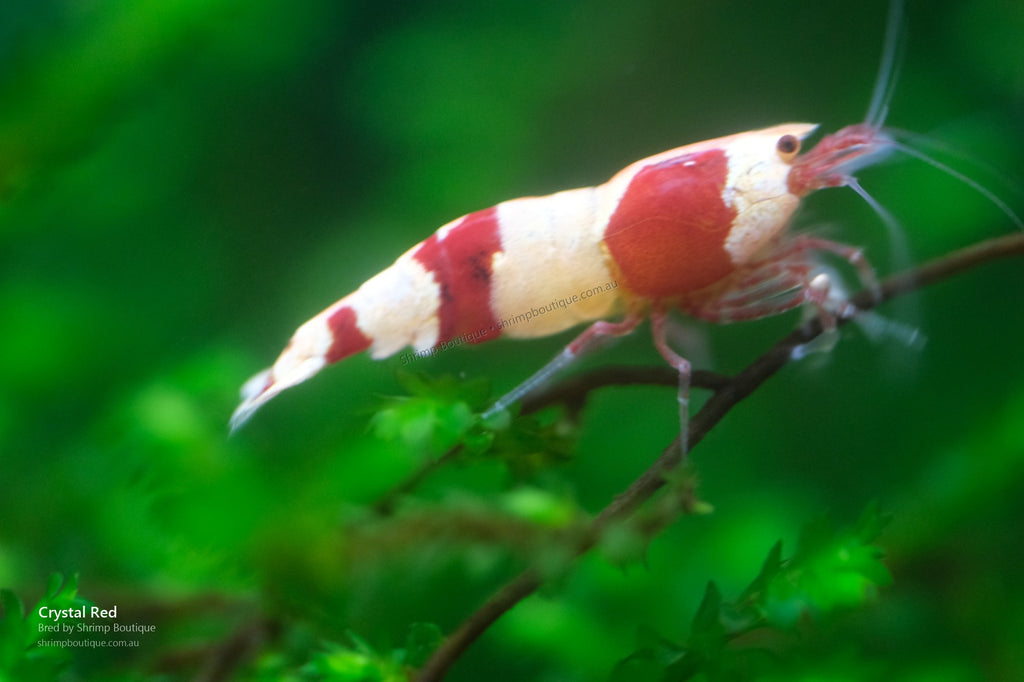 Crystal Red Shrimp