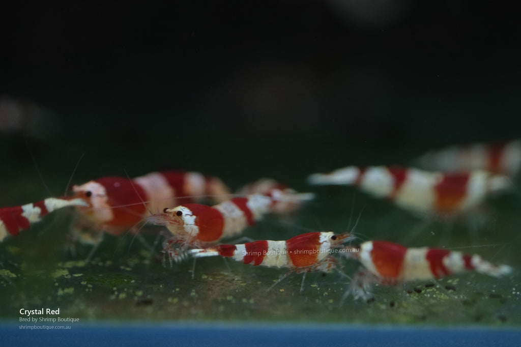 Crystal Red Shrimp