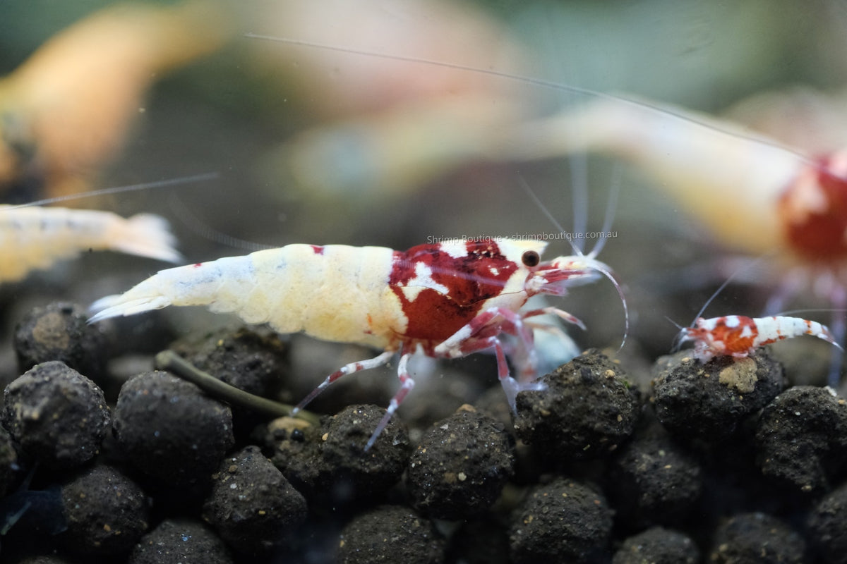 Galaxy Flower Head/Spotted Head shrimp
