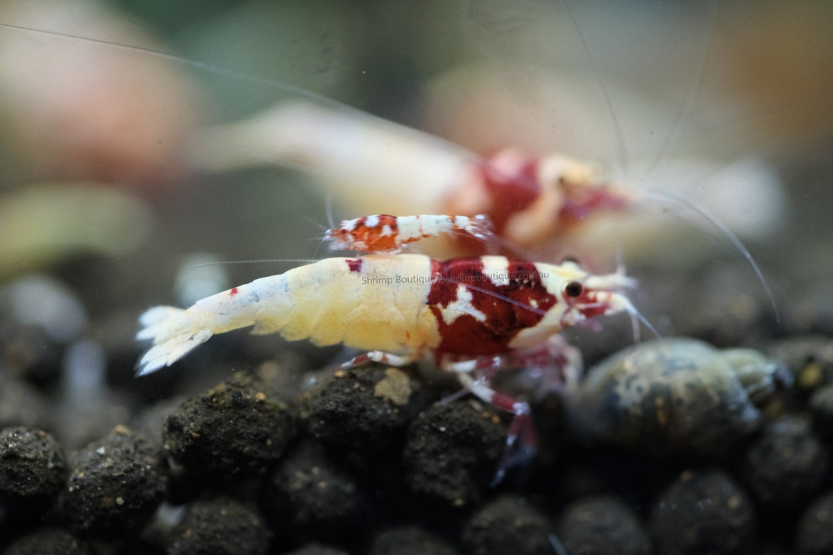Galaxy Flower Head/Spotted Head shrimp
