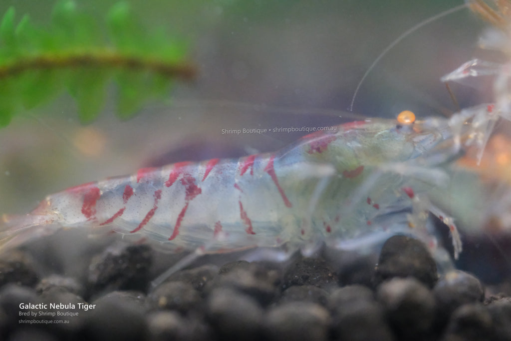 Galactic Nebula Tiger shrimp