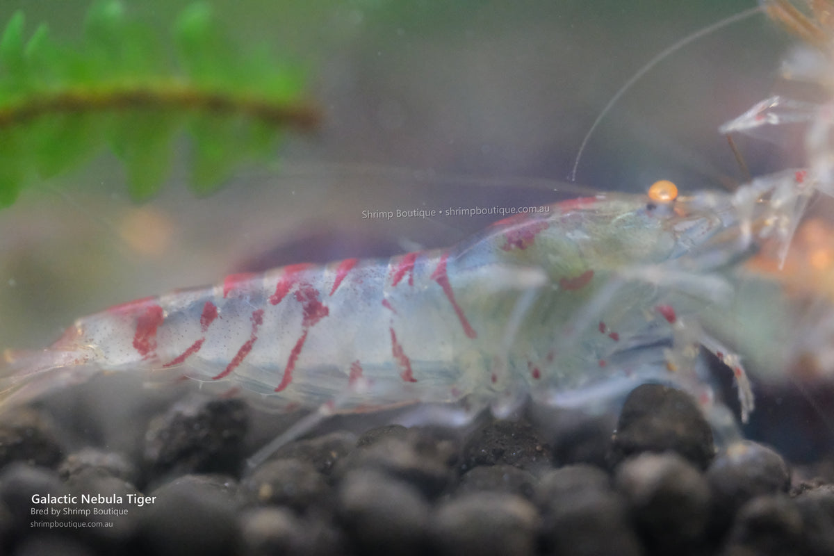 Galactic Nebula Tiger shrimp