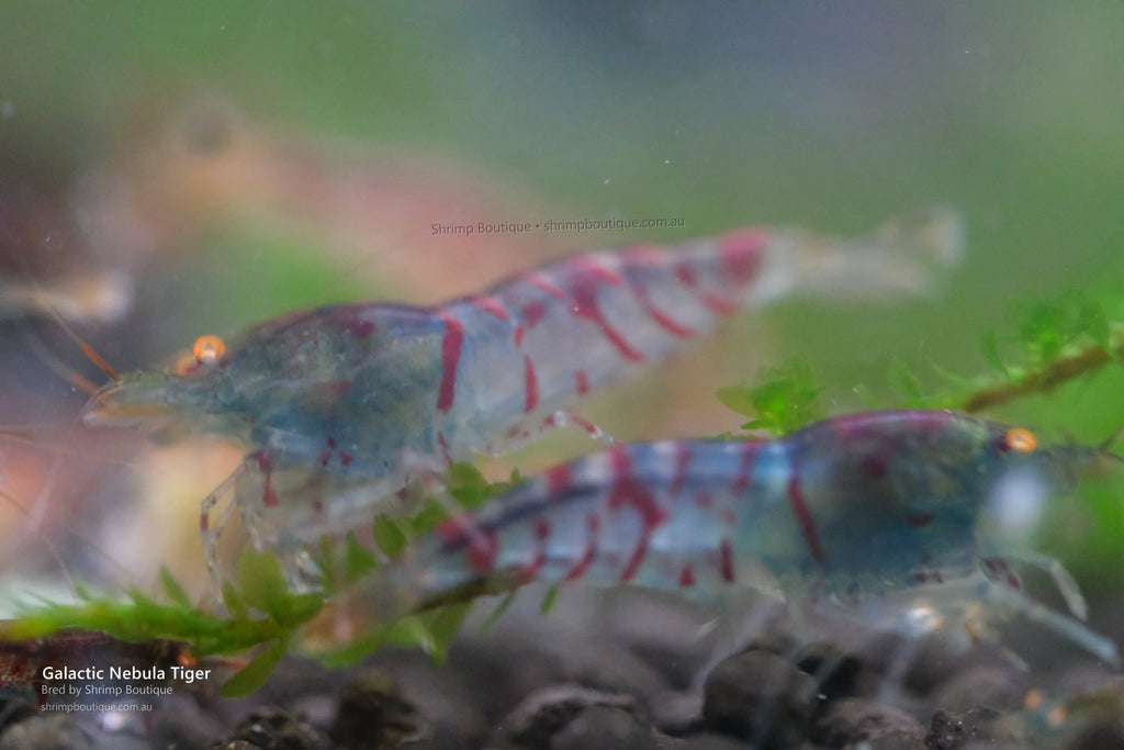 Galactic Nebula Tiger shrimp